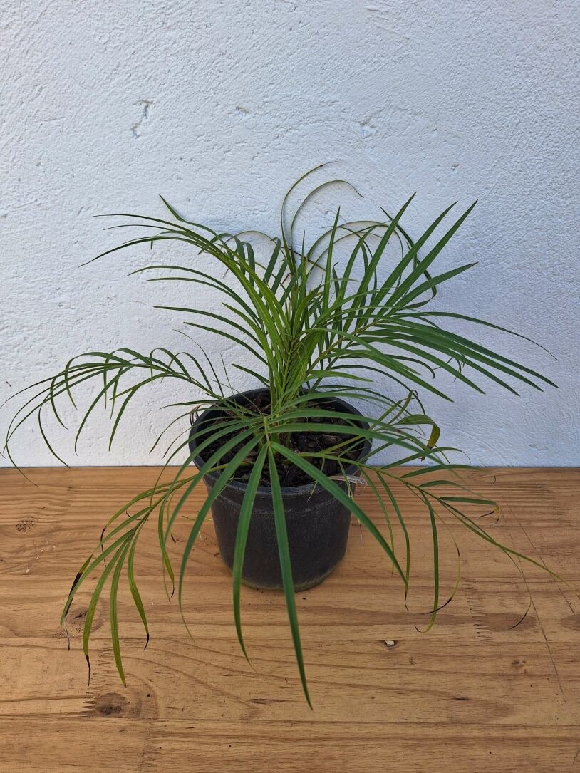 Pygmy Date Palm (Phoenix Roebelenii) 16,5cm Nursery pot