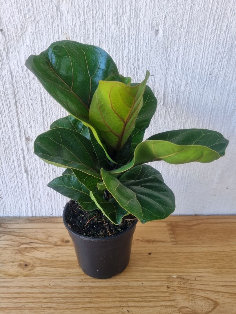 Dwarf Fiddle Leaf Fig 'Ficus Lyrata Bambino' 14-19cm