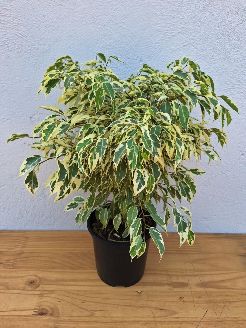 Variegated Weeping Fig (Ficus Benjamina Profit) 15,19,30cm