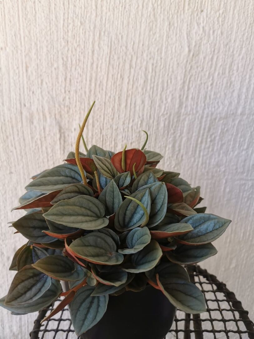 Peperomia Napoli Nights 12 cm