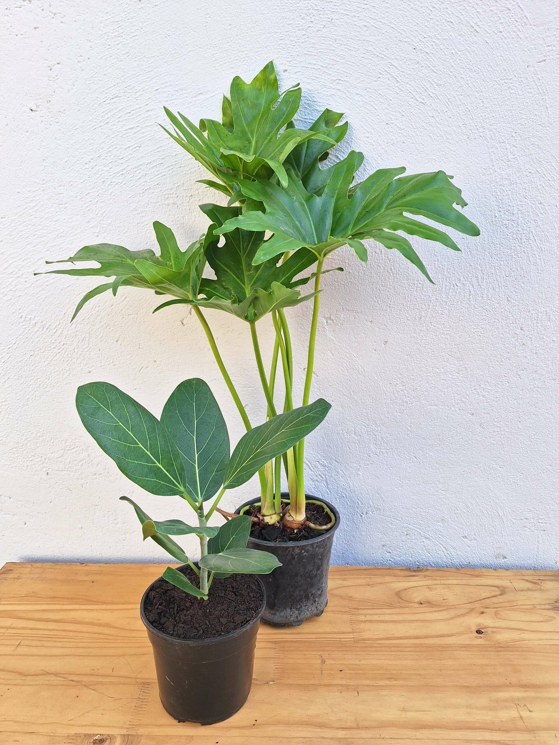 Selloum Audrey Combo (Philodendron Selloum + Ficus Audrey) 14cm Nursery  Pots | Grow With The Flow Online Indoor Plant Shop