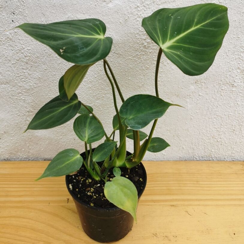Luxurious Philodendron gloriosum 'Andre' 12 / 14cm