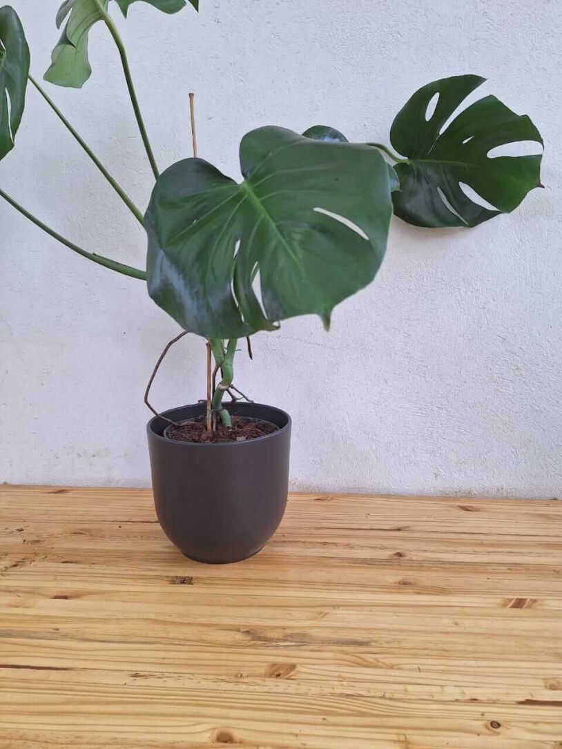 matte black 19cm