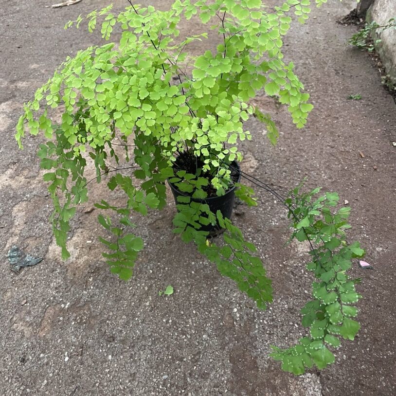 Maidenhair Fern 12cm