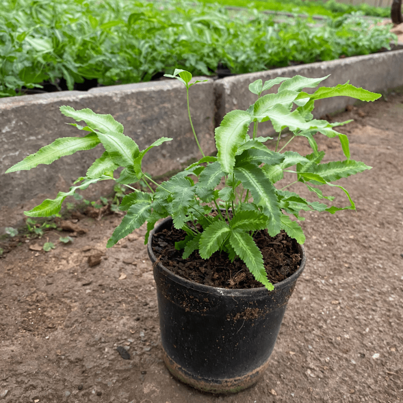 Elegant Table Fern Pteris cretica 12cm