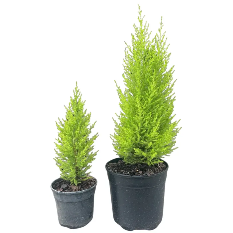 Gold Crest, Cupressus Macrocarpa 19cm