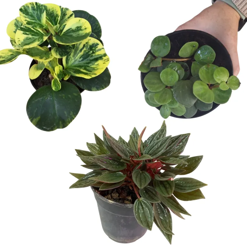 Combo - Peperomia Harmony Set (Peperomia Hope , Zorro, Green baby Rubber) 12cm
