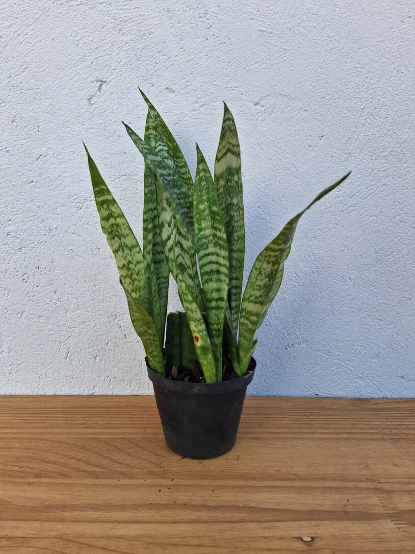 Snake Plant (Sanseveria Zeylanica) 14cm Nursery Pot