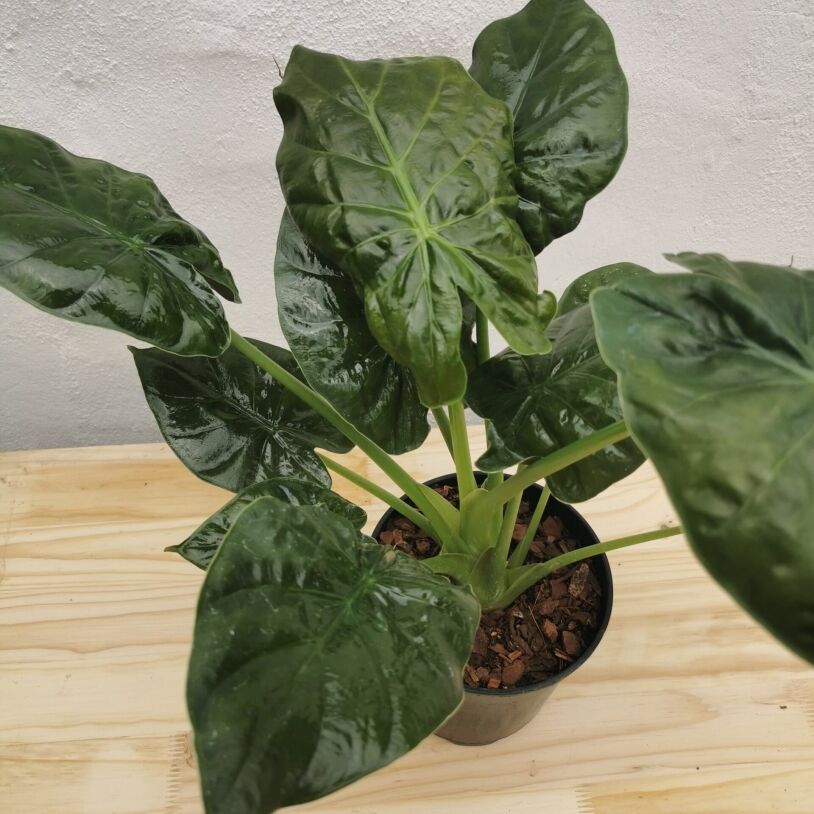 Elephant ear 'Alocasia rubra' 19cm
