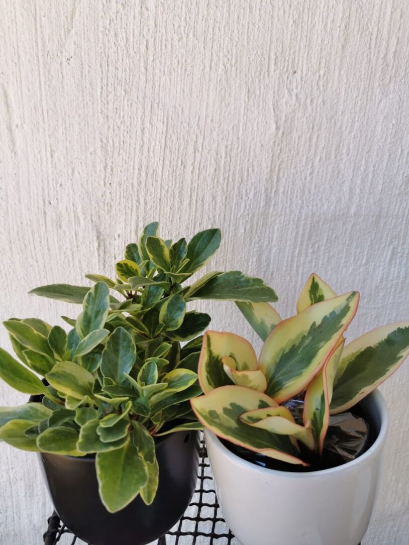 Baby Rubber Plant Combo (Pink + Green Baby Rubber Plants) 12 cm Nursey Pots