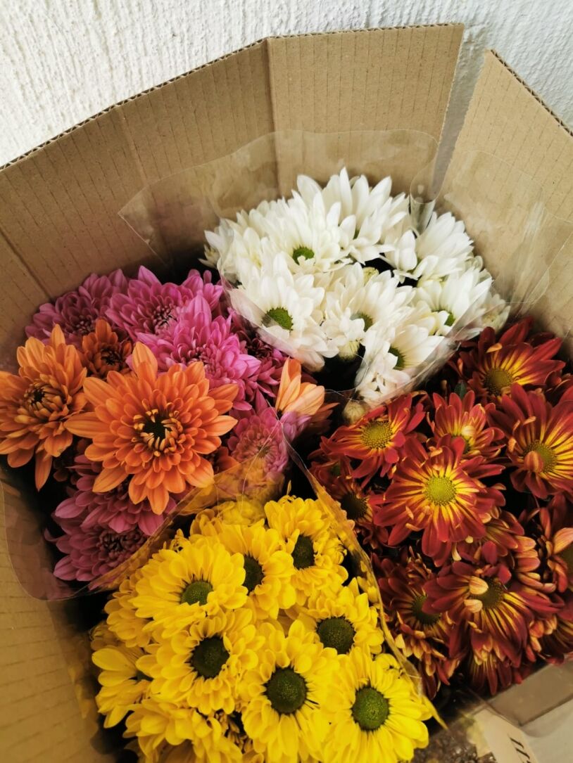 Box of Flowers with little note (4x Mums various colours) | Gift | Indoor Plants |