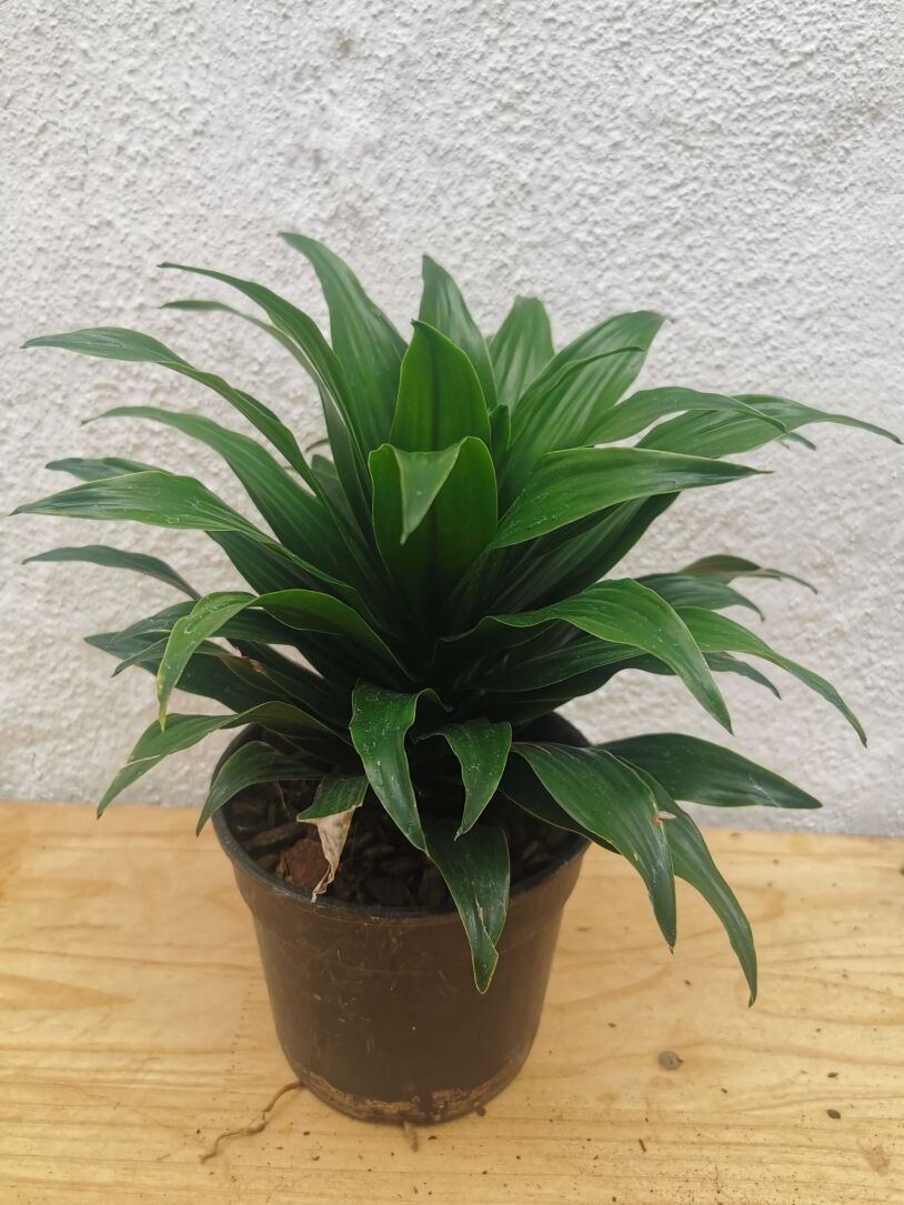 Pineapple Dracaena (Dracaena compacta) 14/15cm