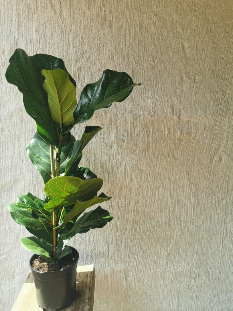 Fiddle Leaf Fig 'Ficus Lyrata' 14 - 30cm