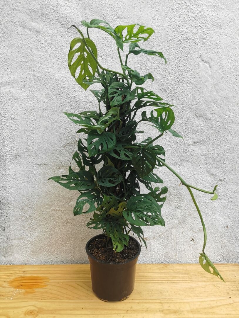 Monstera Acuminata on Pole (Shingle Plant),16.5cm Nursery Pot