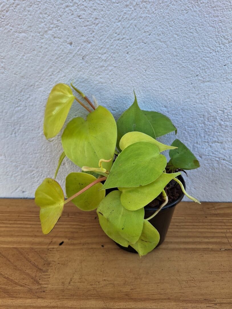 Lemon Lime Heartleaf (Philodendron scandens 'aureum')  in 12cm Nursery Pots