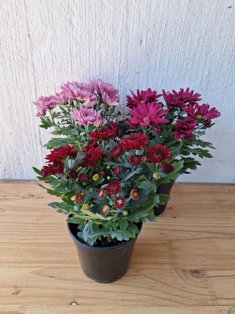Mums (Chrysanthemum spp.) 14cm