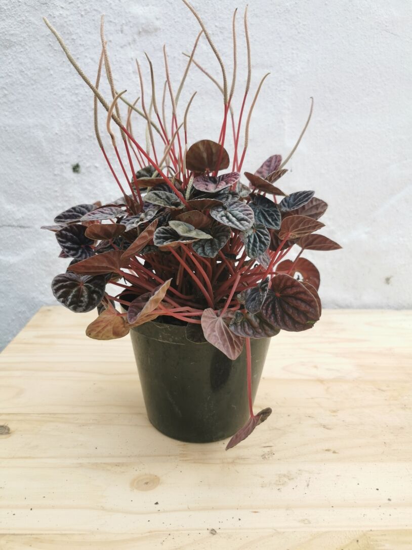 Stunning Peperomia (Caperata) 15cm
