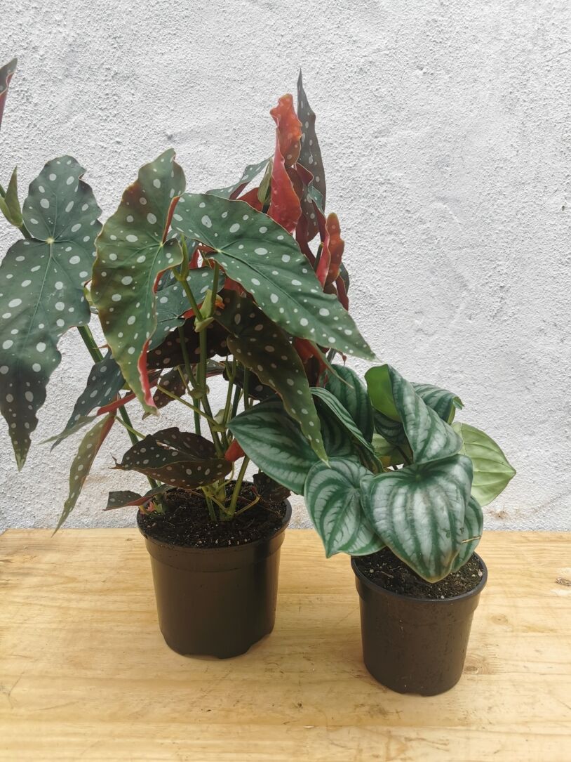 Combo-Magical Match (Polkadot Begonia and Watermelon Peperomia) 14cm