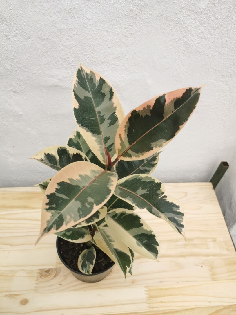 Rubber Tree Tineke (Ficus Elastica) 15-23cm