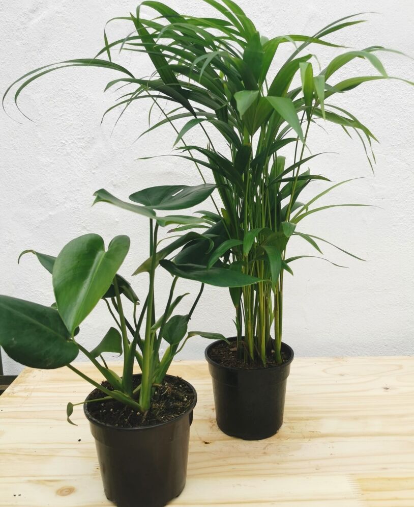 Soothing Tropical Combo (Monstera Deliciosa, Bamboo Palm) 14cm