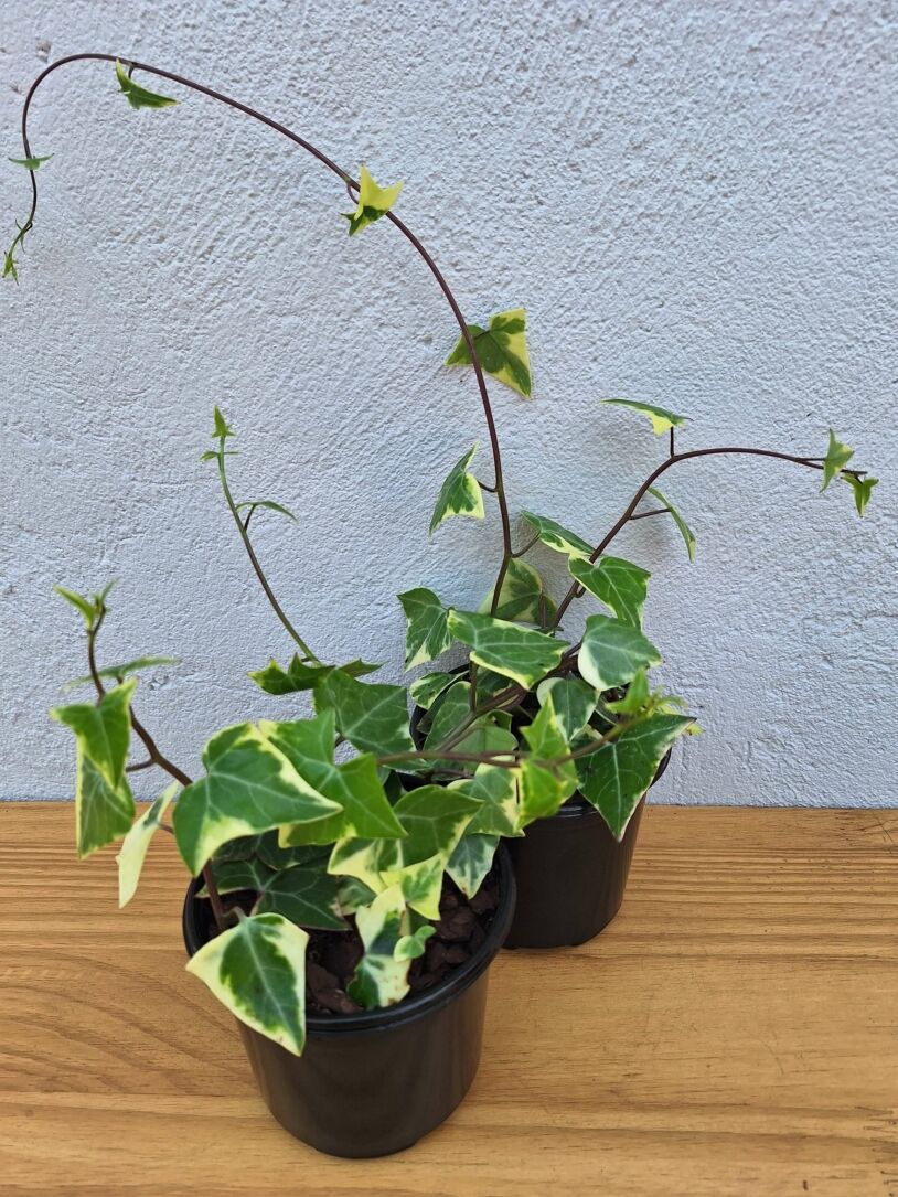 Variegated Ivy 'Senecio macroglossus Variegatus' 12cm