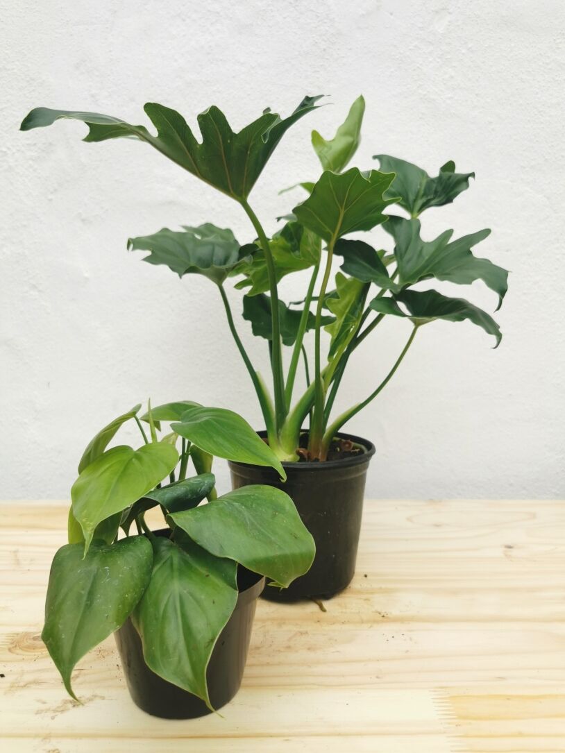 Beginners Combo #2 (Philodendron Selloum & Heartleaf Philodendron) 12cm