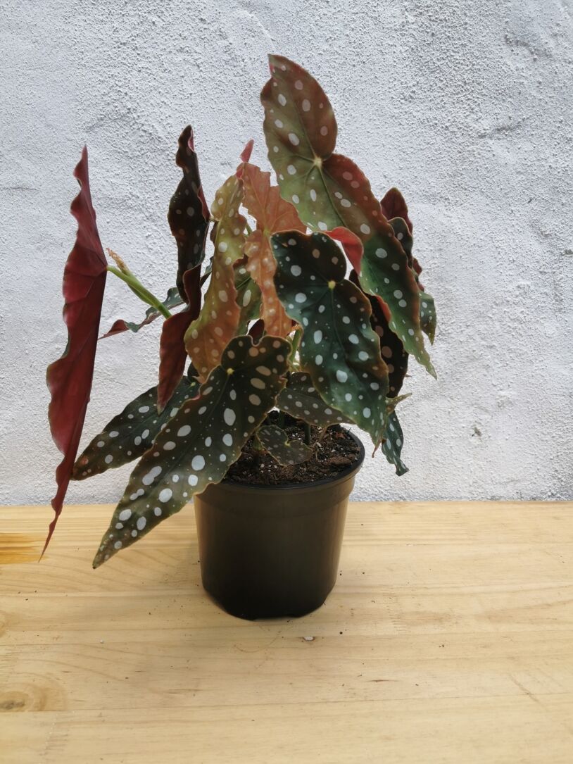 Polka Dot Begonia (Begonia Maculata) 14-16.5cm