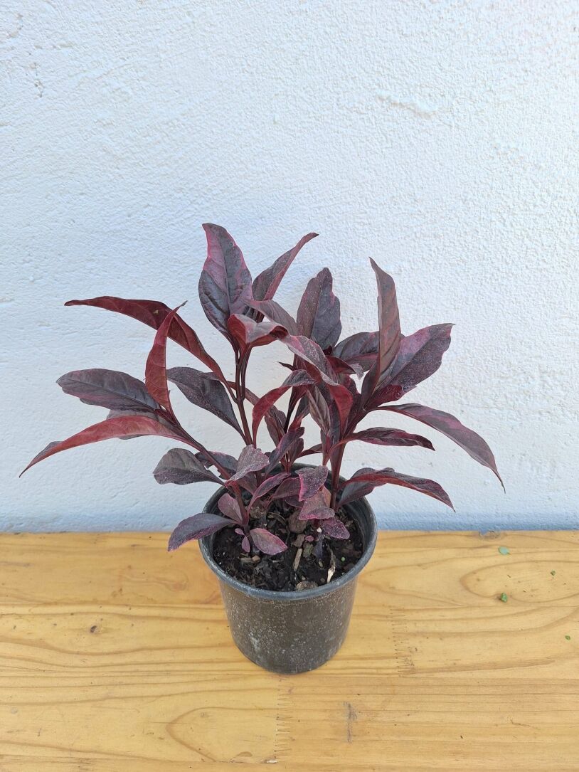 Purple False