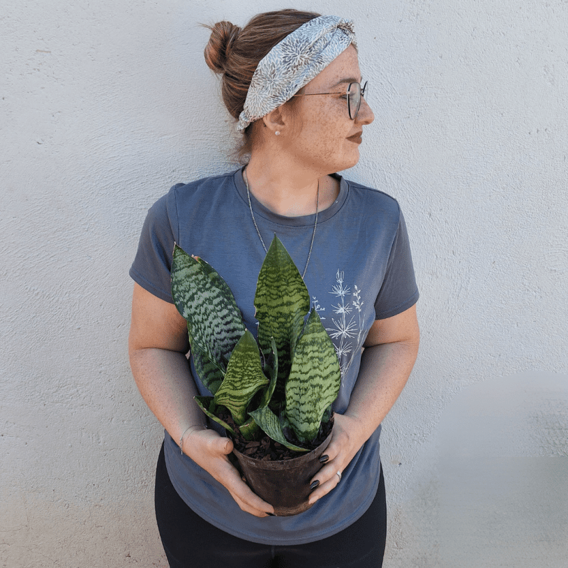 Holding snake plant
