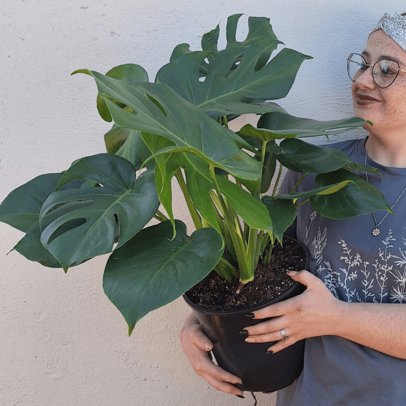 Holding Monstera 23cm