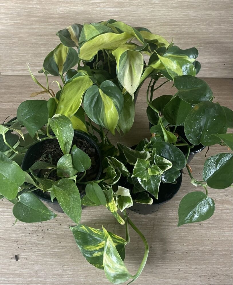 Vining Combo (Heartleaf Philodendron, Philodendron Brazil, Golden State Ivy Pothos, Variegated Ivy) 12 cm