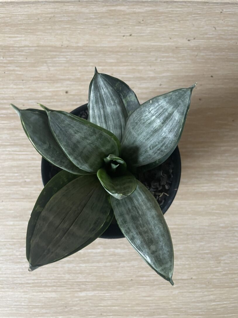 Snake Plant (Sansevieria Hahnii) | 12cm Nursery Pots | Silver Streaker | Indoor Plants |