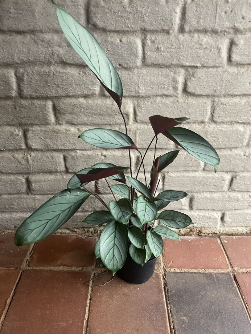 prayer plant grey star