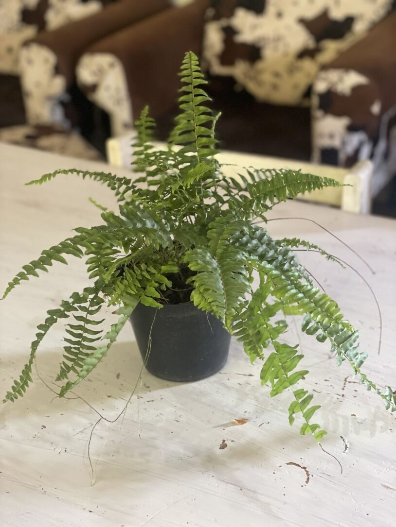Boston / Sword Fern (Nephrolepis exaltata) 15 cm