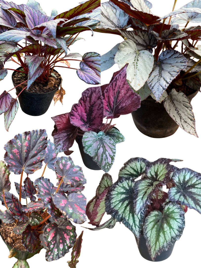 Begonia Rex Variations 14 cm