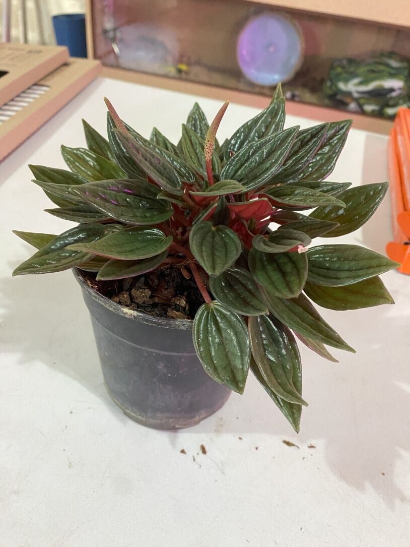 Peperomia Zorro 12cm