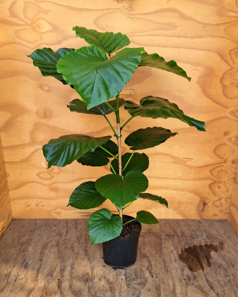 Umbrella Fig (Ficus Umbellata), 19, 23 cm