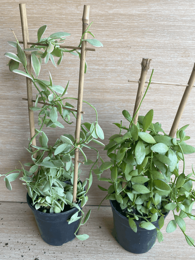two plants in a 12 cm nursery pot