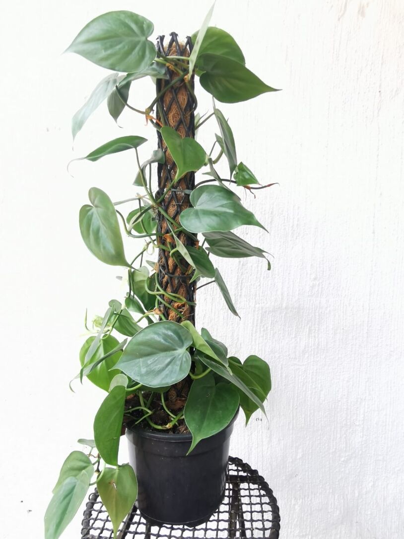 a plant in a pot vining using a totem or moss pole