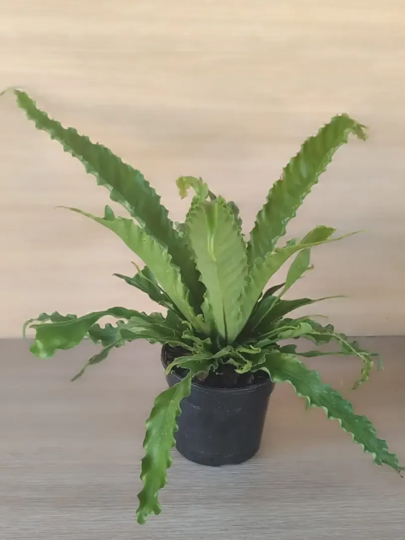 Birds Nest Fern (Osaka) 14cm - 19cm