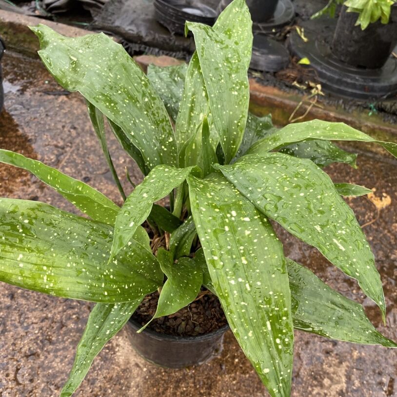 Cast Iron Plant (Milky Way) 14cm