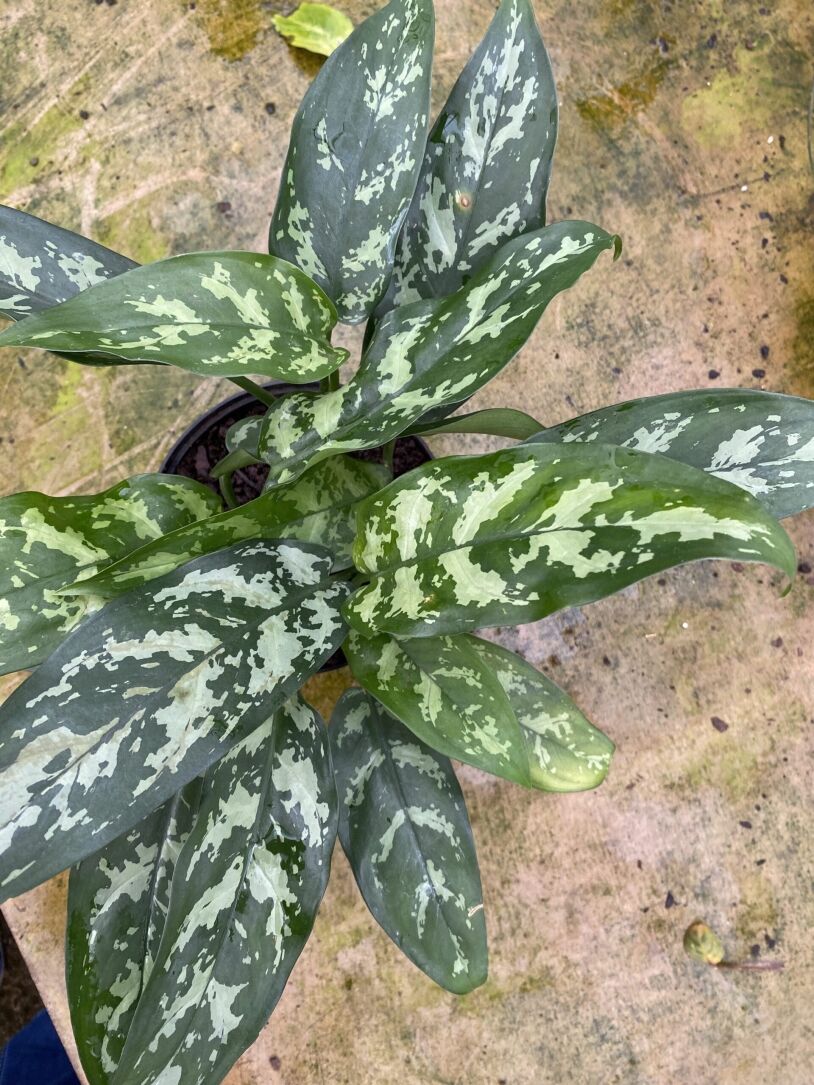 Chinese Evergreen 'Maria'