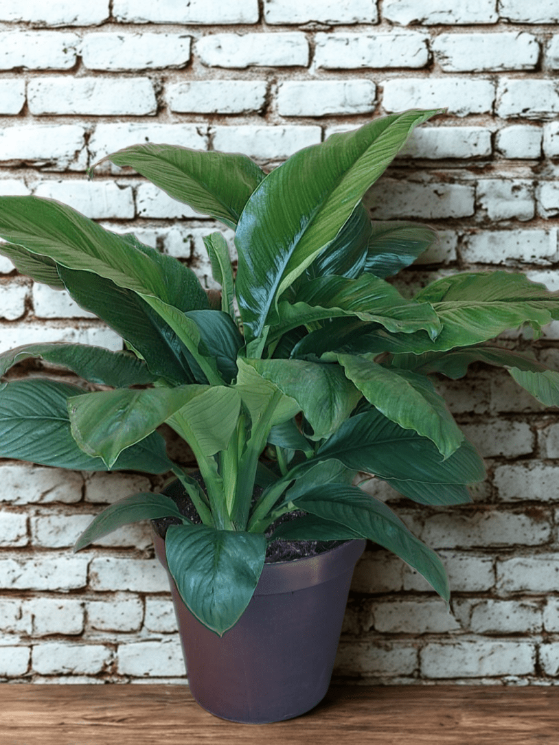 Giant Peace Lily (Spathiphyllum Sensation) 16-30cm