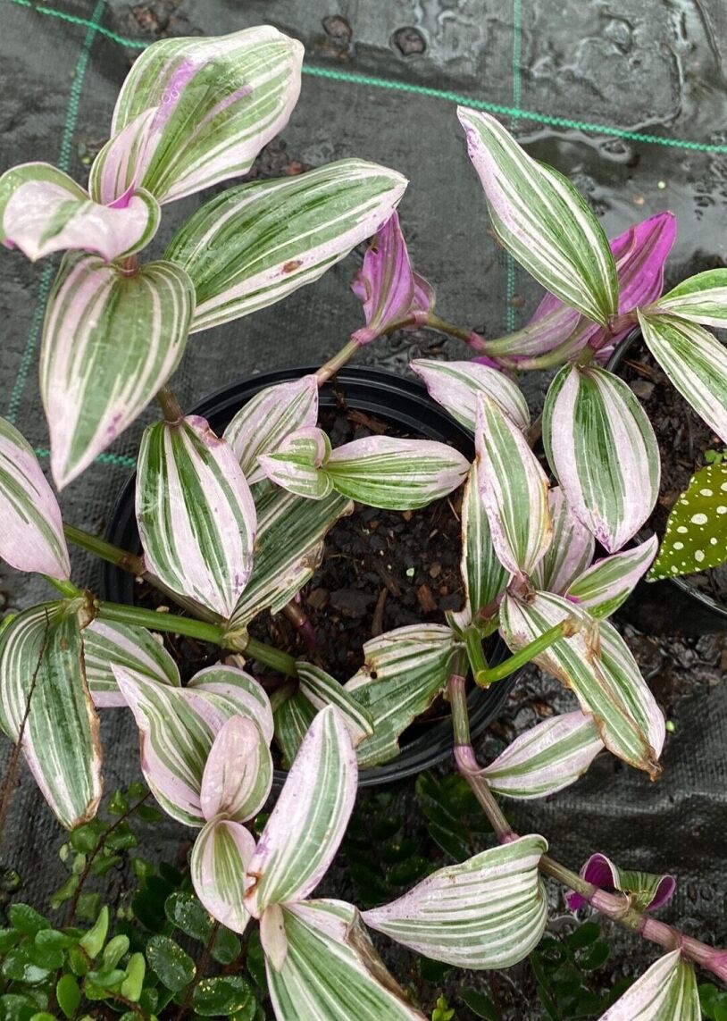 Tradescantia Nanouk 15cm