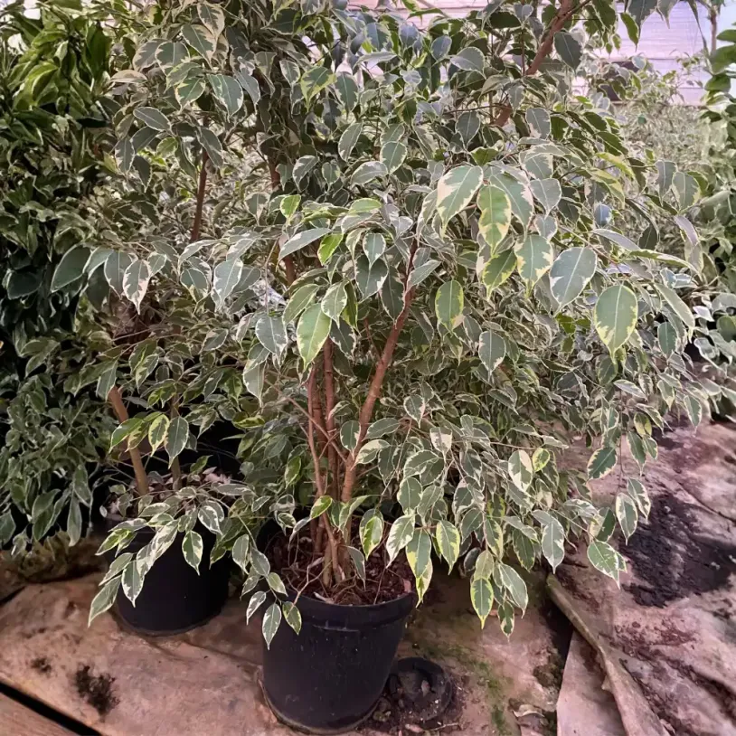 Lush Ficus benjamina (Twilight) 15cm,19cm,30cm