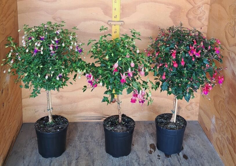 Fuchsia Flower Tree 19cm