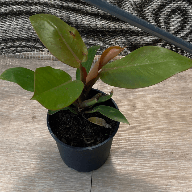 Striking Philodendron Prince of Orange 14cm