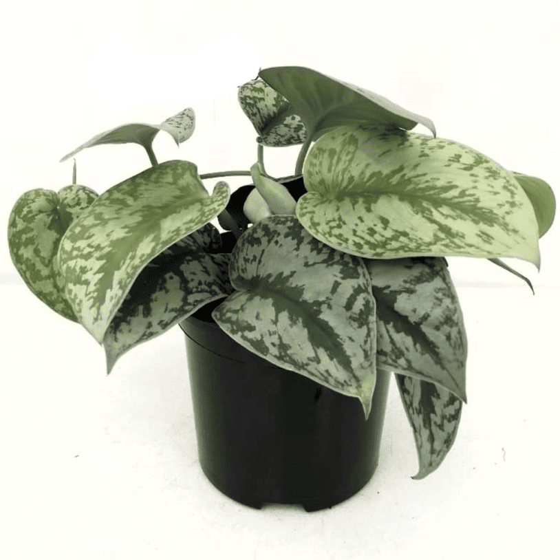 Shimmering Silver Splash (Scindapsus) 14cm