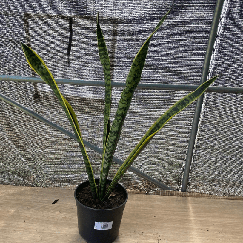 Snake Plant 'Laurentii'