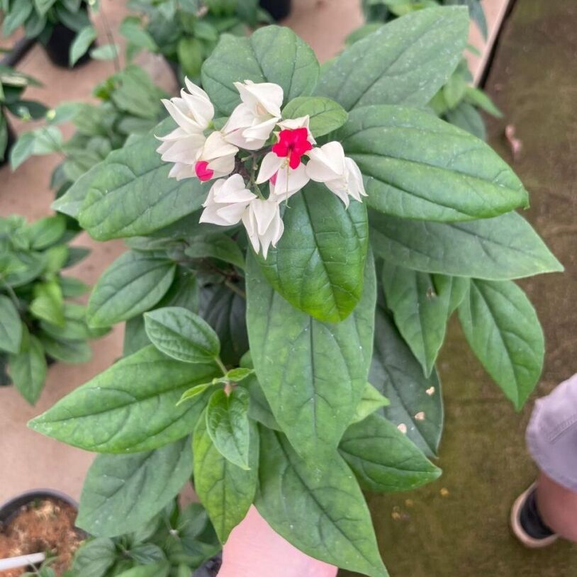 Bleeding Heart Vine (Clerodendrum thomsoniae) 14cm